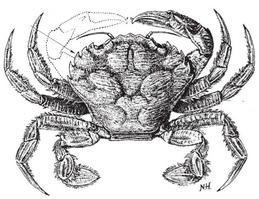 liocarcinus_corrugatus-fao