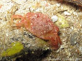 liocarcinus_corrugatus-slb2