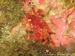liocarcinus_corrugatus-slb5