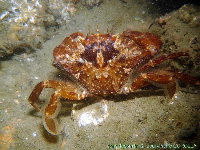 liocarcinus_navigator-jcp-10
