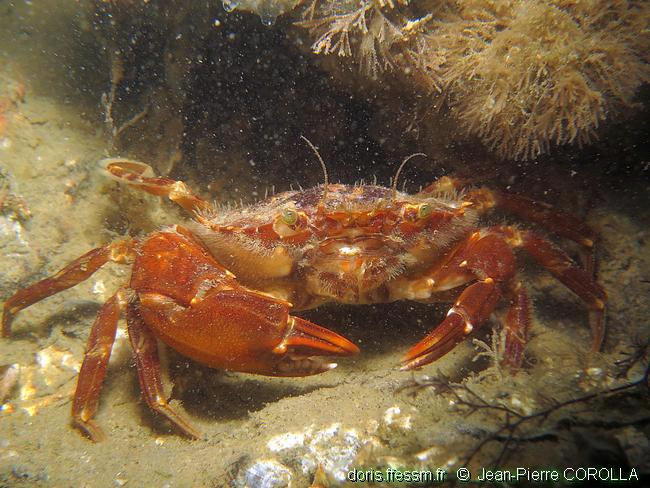 liocarcinus_navigator-jcp-20
