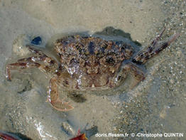 liocarcinus_navigator_qc_001