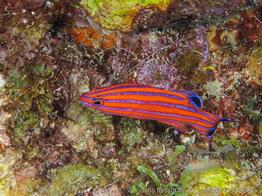 liopropoma_carmabi-mc1