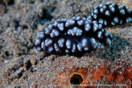 phyllidiella_pustulosa-vl7
