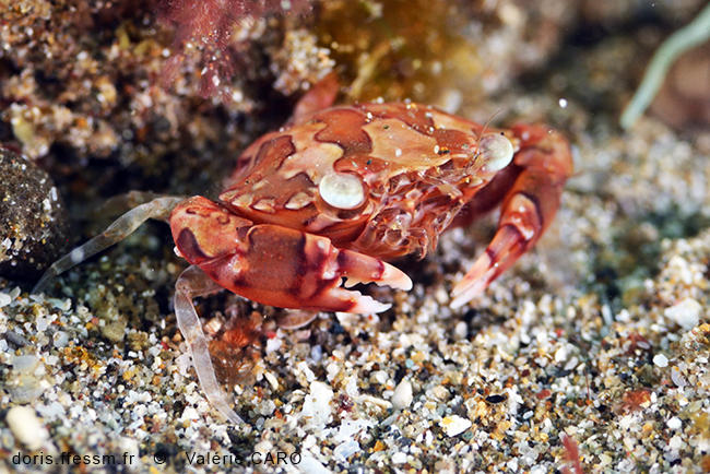 Le crabe d'Indonésie