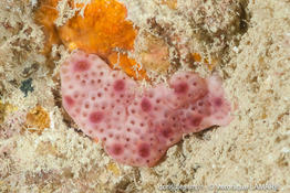 Lissoclinum_vareau-vela6549