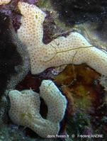 Lissoclinum_weigelei-fa073