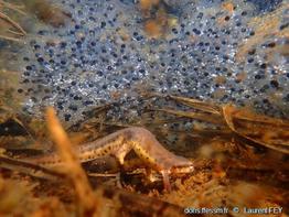 lithobates_sylvaticus-lf01