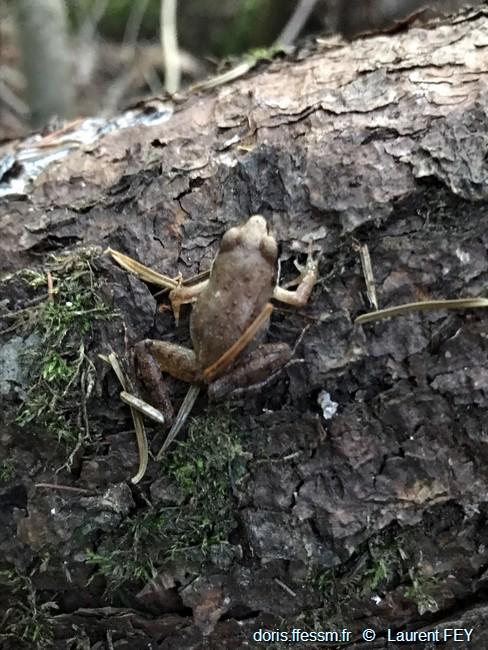 lithobates_sylvaticus-lf05