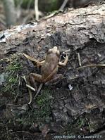lithobates_sylvaticus-lf05
