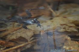 lithobates_sylvaticus-lf22