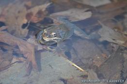 lithobates_sylvaticus-lf24
