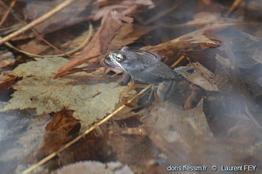 lithobates_sylvaticus-lf50