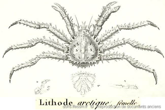 lithodes_maja-desmarest1825_01