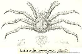 lithodes_maja-desmarest1825_01