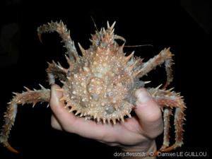 lithodes_maja-dl01