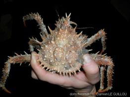 lithodes_maja-dl01