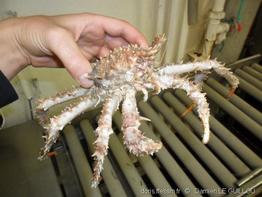 lithodes_maja-dl04
