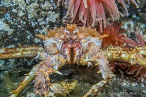 lithodes_maja-gl01