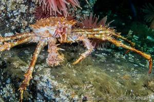 lithodes_maja-gl04
