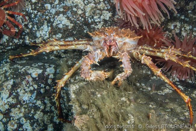 lithodes_maja-gl05