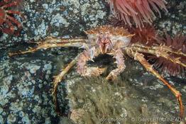 lithodes_maja-gl05