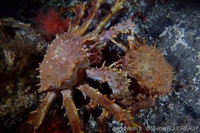 lithodes_maja-sb01