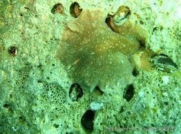 lithophaga_lithophaga-fa9