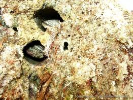 lithophaga_lithophaga-fa92