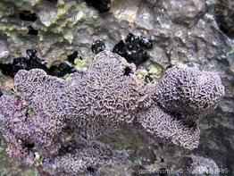 lithophyllum_byssoides-slb2