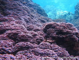 lithophyllum_incrustans-dore-img_110