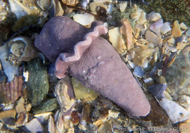 lithophyllum_incrustans-flgu-img_02
