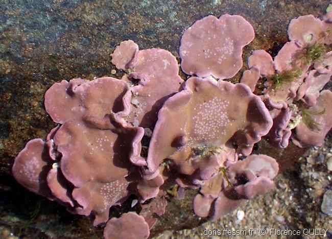 lithophyllum_incrustans-flgu-img_03_tn