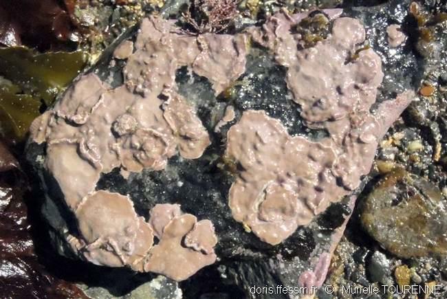lithophyllum_incrustans-muto-img_05
