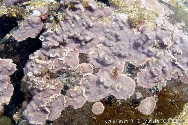 lithophyllum_incrustans-muto-img_08