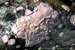 lithophyllum_incrustans-muto-img_10