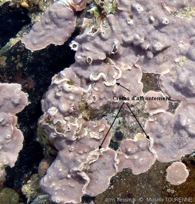 lithophyllum_incrustans-muto-img_13