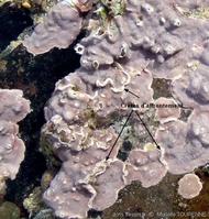 lithophyllum_incrustans-muto-img_13
