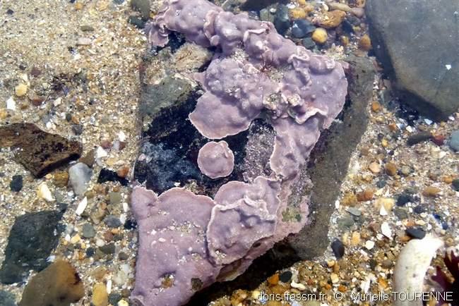 lithophyllum_incrustans-muto-img_14