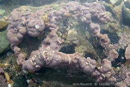 lithophyllum_incrustans-muto-img_15