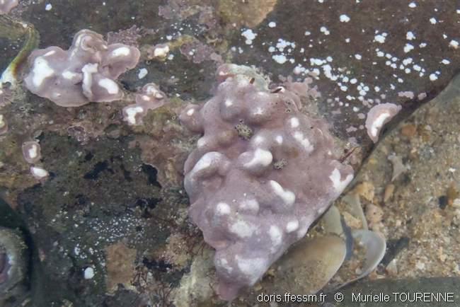 lithophyllum_incrustans-muto-img_17