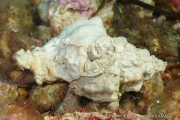 lithophyllum_incrustans-vl1