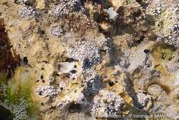 lithophyllum_papillosum-vl1