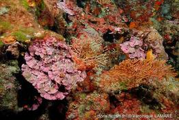 lithophyllum_stictiforme-vl3