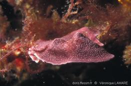 lithophyllum_stictiforme-vl4