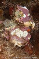 lithophyllum_stictiforme-vl5