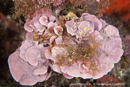 lithophyllum_stictiforme-vl6