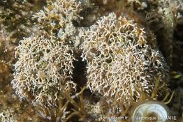 lithophyllum_woelkerlingii-vl1