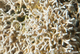 lithophyllum_woelkerlingii-vl2