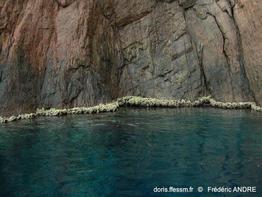 lithophylum_byssoides-fa4